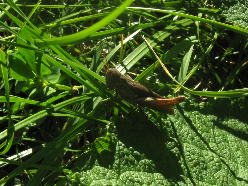 Acrididae: Glyptobothrus cfr. brunneus